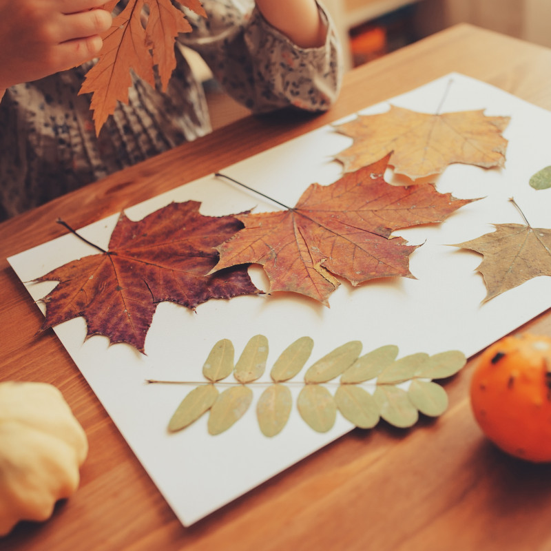 Atelier créatif : Herbier #2