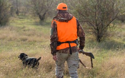 Info Chasse : Battue aux renards