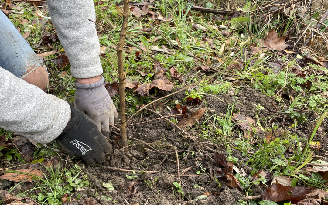 Revégétalisation des berges de l&rsquo;Estey